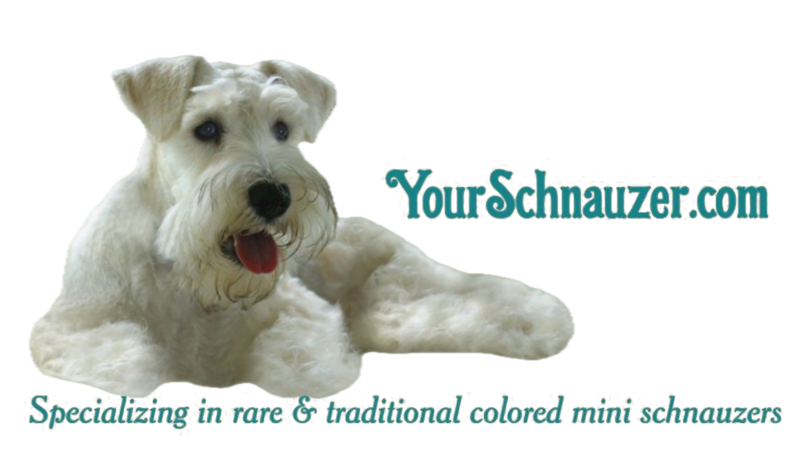 YourSchnauzer.com